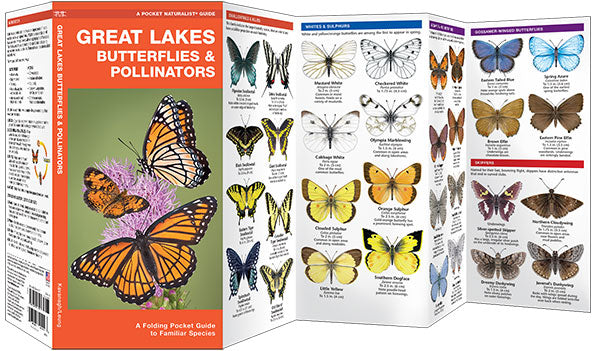 Great Lakes Butterflies & Pollinators