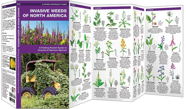Invasive Weeds of North America