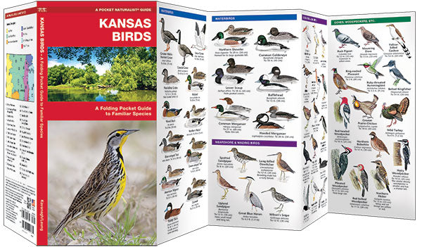 Kansas Birds