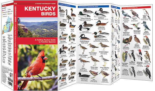 Kentucky Birds