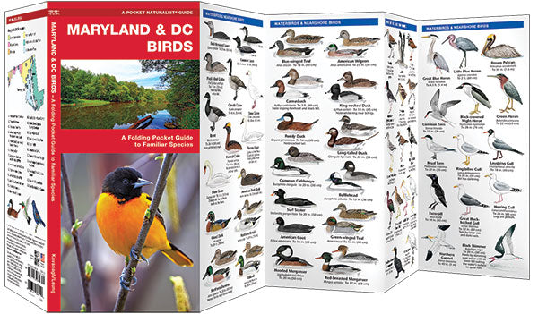 Maryland & DC Birds