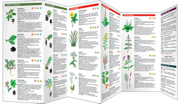 Medicinal Plants of the Eastern Woodlands