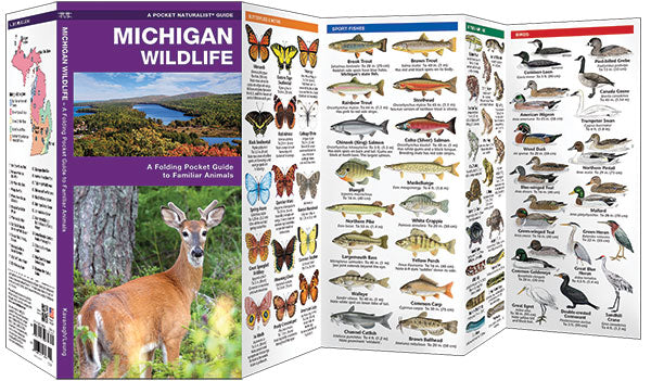 Michigan Wildlife