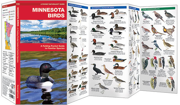 Minnesota Birds