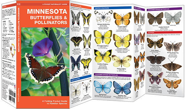 Minnesota Butterflies & Pollinators