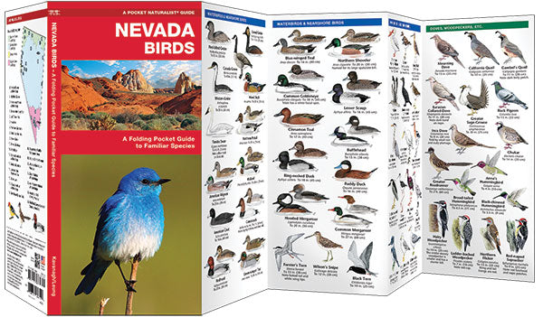Nevada Birds