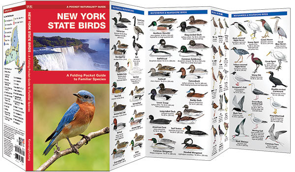 New York State Birds