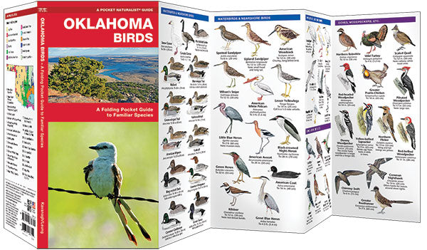 Oklahoma Birds