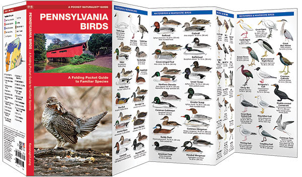 Pennsylvania Birds