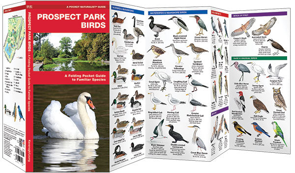 Prospect Park Birds