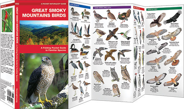 Great Smoky Mountains Birds
