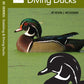 Waterfowl ID Series - 2 Dabbling & Diving Ducks
