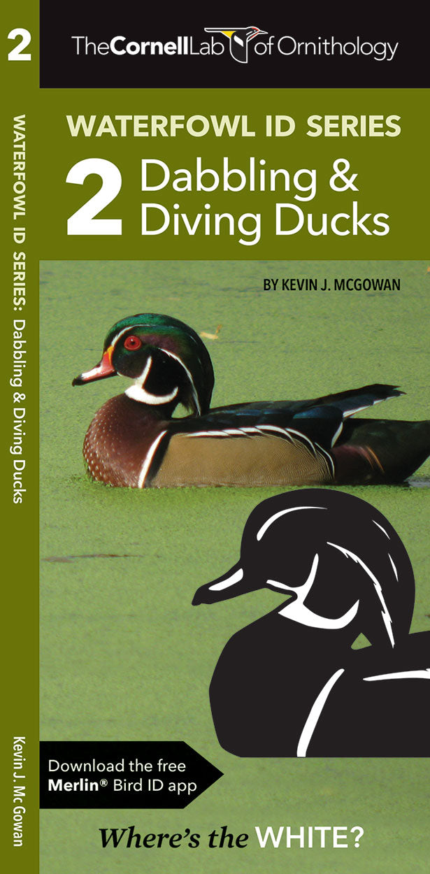 Waterfowl ID Series - 2 Dabbling & Diving Ducks