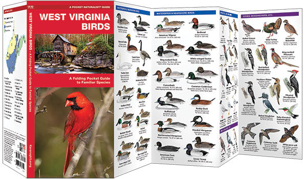 West Virginia Birds